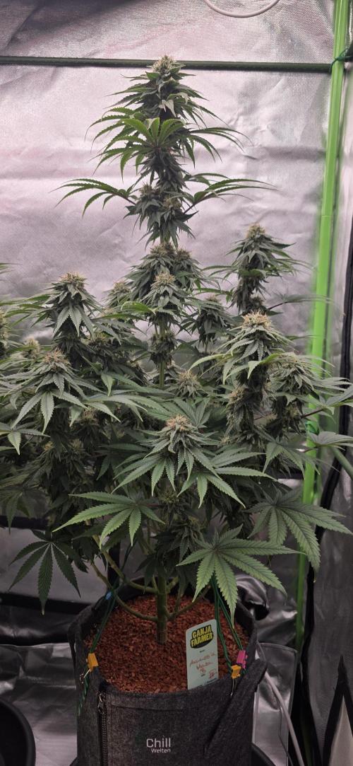 Amnesia Haze (B) Ganja Farmer. Week 14