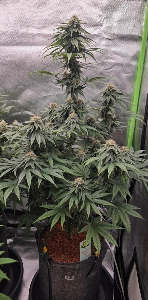 Amnesia Haze (B) Ganja Farmer. Week 14