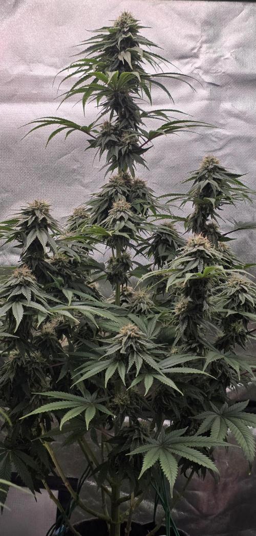 Amnesia Haze (B) Ganja Farmer. Week 14