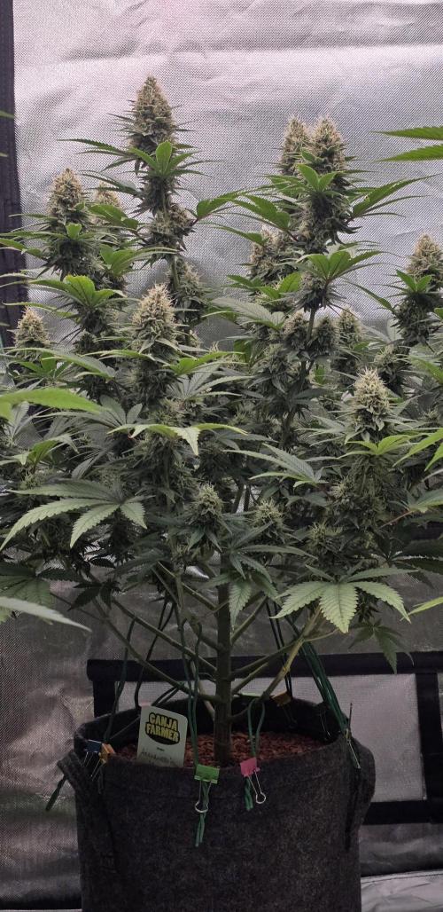 Amnesia Haze (B) Ganja Farmer. Week 14
