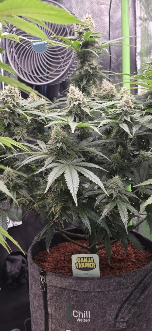 Amnesia Haze (B) Ganja Farmer. Week 14