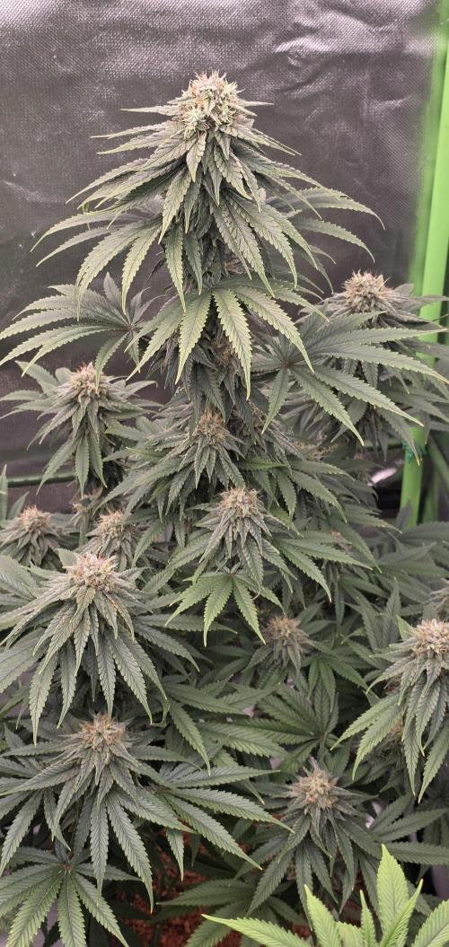 Amnesia Haze (B) Ganja Farmer. Week 14