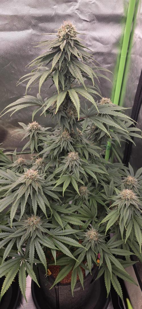 Amnesia Haze (B) Ganja Farmer. Week 14