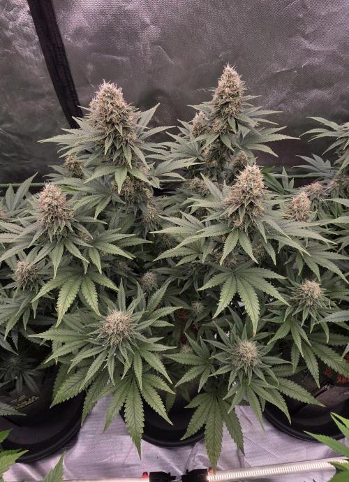 Amnesia Haze (B) Ganja Farmer. Week 14