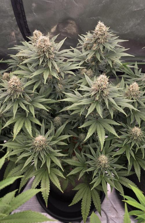 Amnesia Haze (B) Ganja Farmer. Week 14