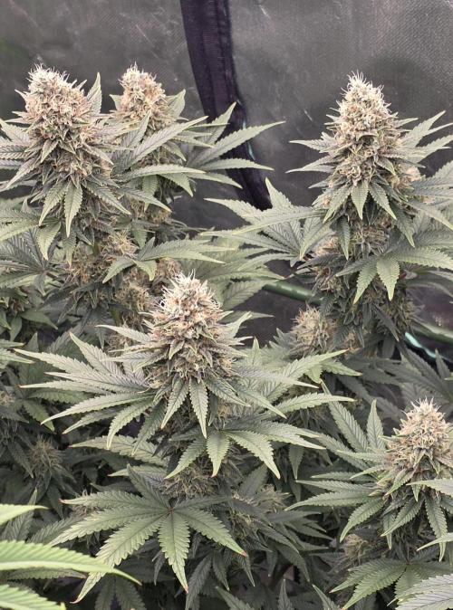 Amnesia Haze (B) Ganja Farmer. Week 14