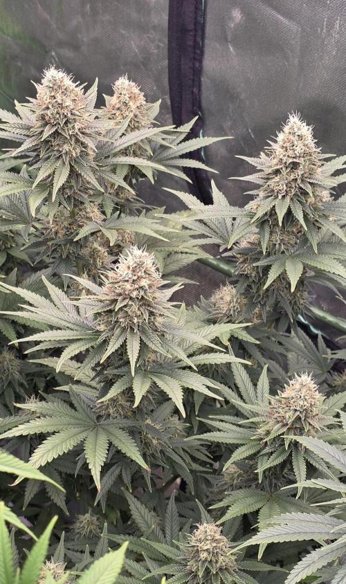 Amnesia Haze (B) Ganja Farmer. Week 14