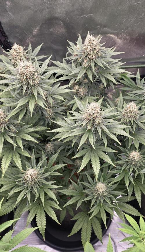 Amnesia Haze (B) Ganja Farmer. Week 14