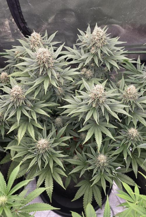 Amnesia Haze (B) Ganja Farmer. Week 14