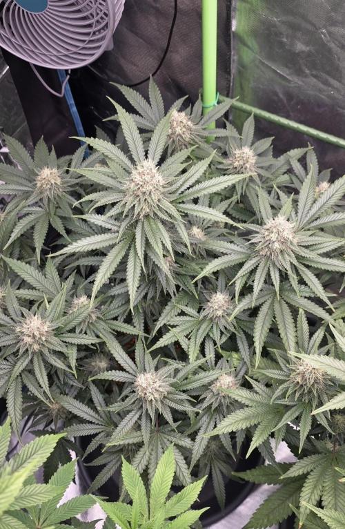 Amnesia Haze (B) Ganja Farmer. Week 14