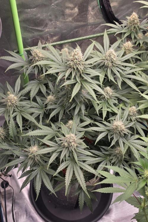 Amnesia Haze (B) Ganja Farmer. Week 14