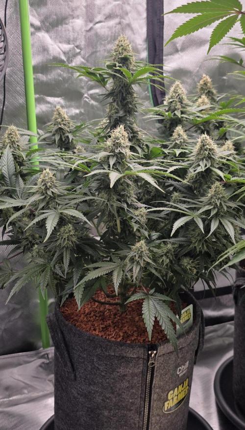 Amnesia Haze (B) Ganja Farmer. Week 14
