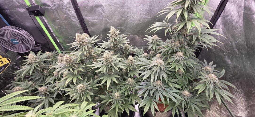 Amnesia Haze (B) Ganja Farmer. Week 14