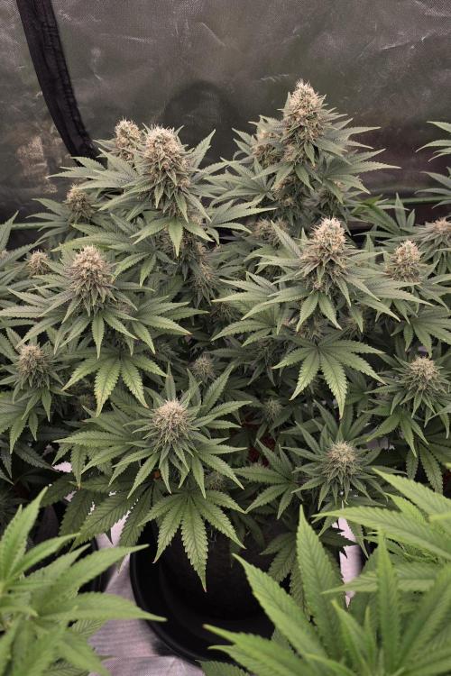 Amnesia Haze (B) Ganja Farmer. Week 14