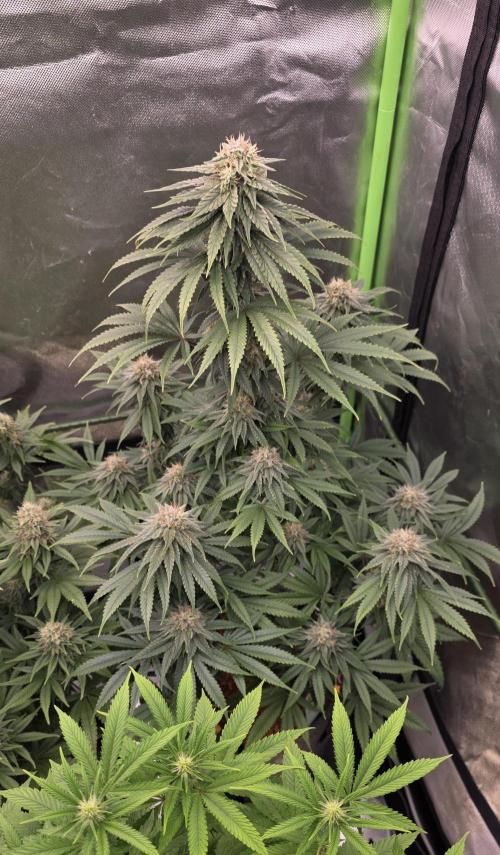 Amnesia Haze (B) Ganja Farmer. Week 14