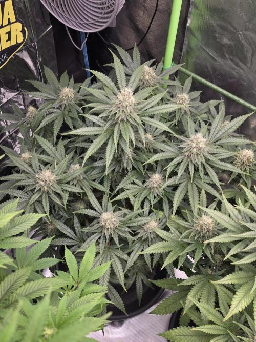 Amnesia Haze (B) Ganja Farmer. Week 14