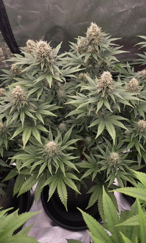 Amnesia Haze (B) Ganja Farmer. Week 14