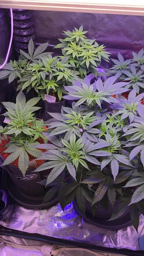 Amnesia Haze (B) Ganja Farmer