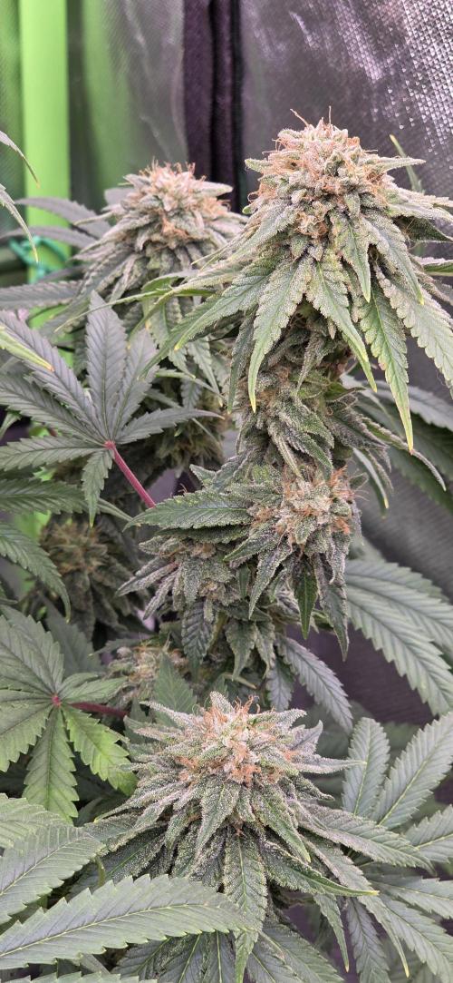 Amnesia Haze (B) Ganja Farmer. Week 15