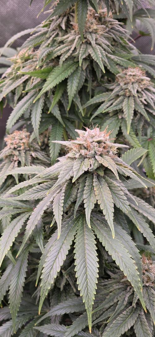 Amnesia Haze (B) Ganja Farmer. Week 15