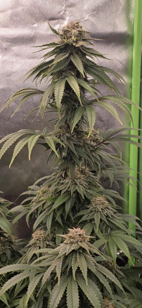 Amnesia Haze (B) Ganja Farmer. Week 15