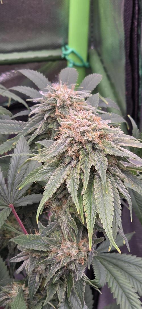 Amnesia Haze (B) Ganja Farmer. Week 15