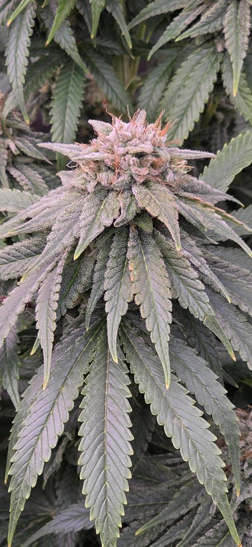Amnesia Haze (B) Ganja Farmer. Week 15
