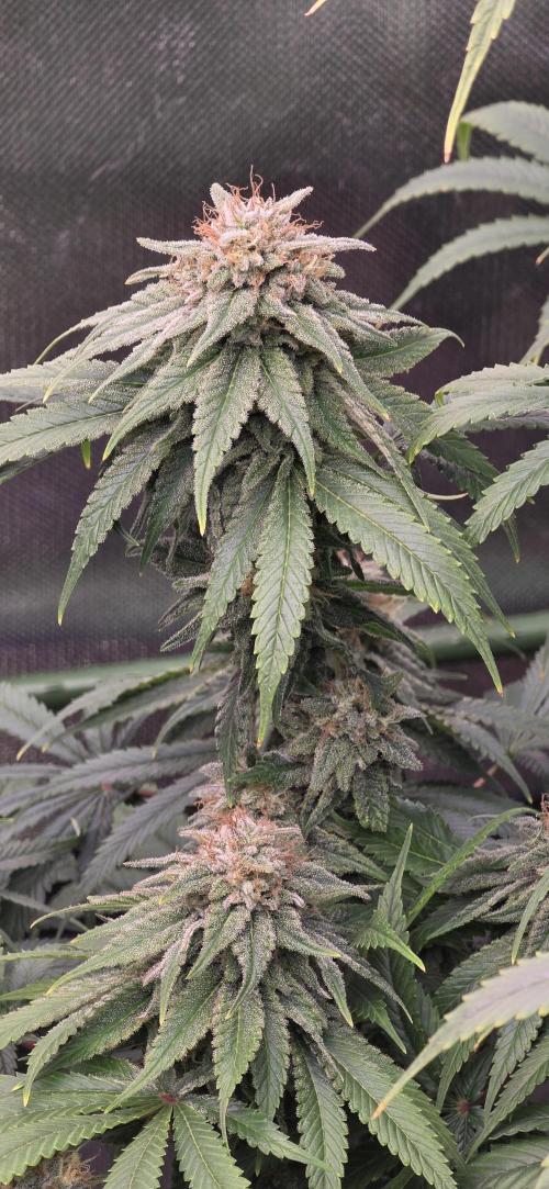 Amnesia Haze (B) Ganja Farmer. Week 15