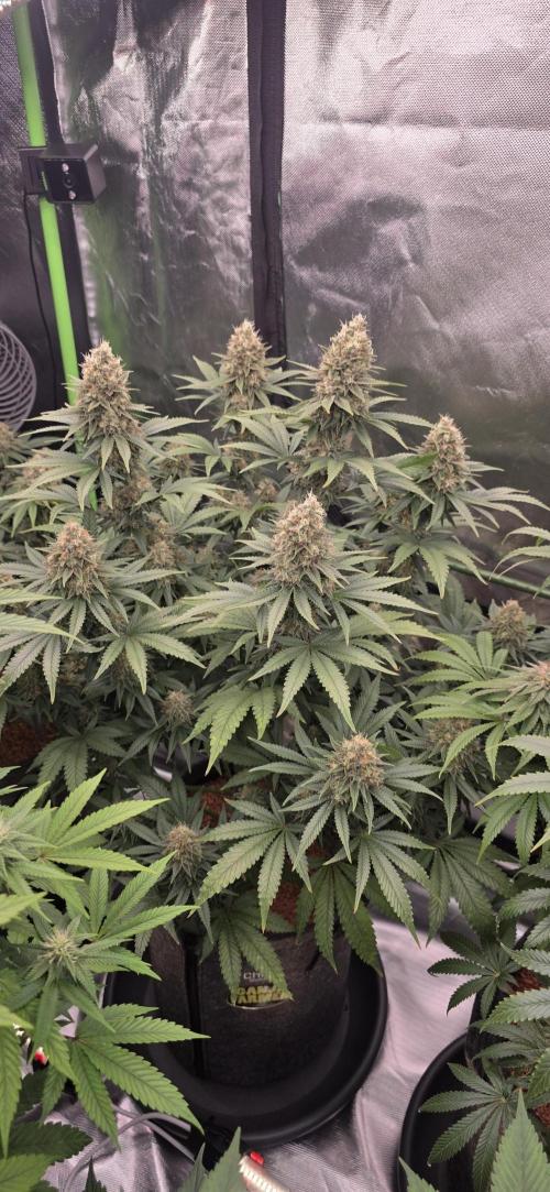 Amnesia Haze (B) Ganja Farmer. Week 15