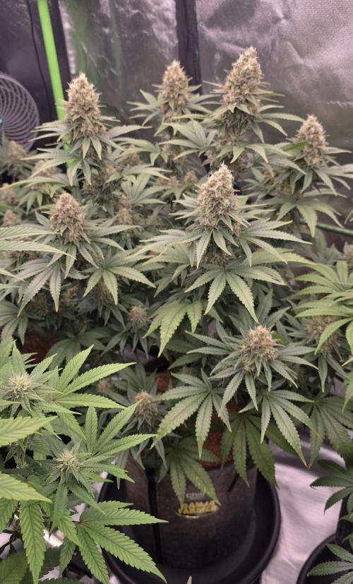 Amnesia Haze (B) Ganja Farmer. Week 15