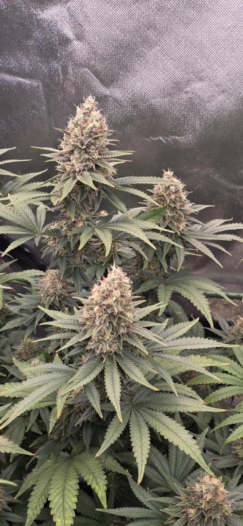 Amnesia Haze (B) Ganja Farmer. Week 15