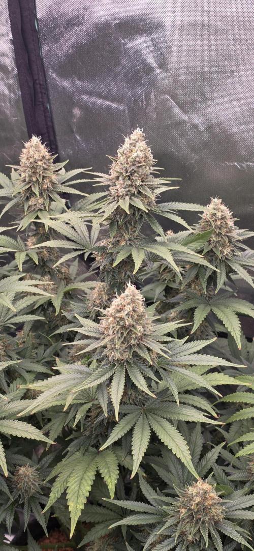 Amnesia Haze (B) Ganja Farmer. Week 15