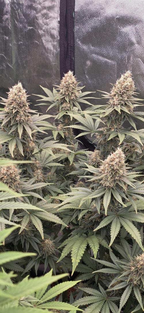 Amnesia Haze (B) Ganja Farmer. Week 15