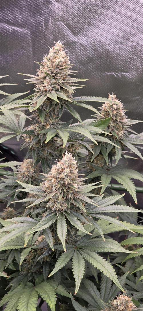 Amnesia Haze (B) Ganja Farmer. Week 15