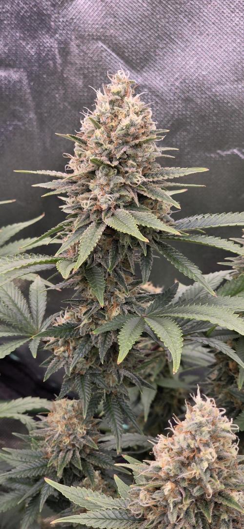 Amnesia Haze (B) Ganja Farmer. Week 15
