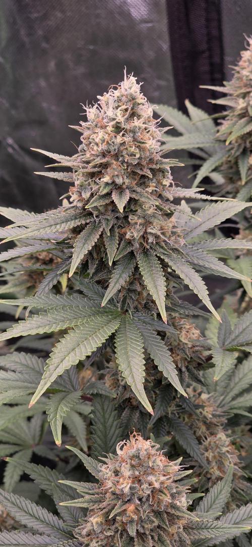 Amnesia Haze (B) Ganja Farmer. Week 15