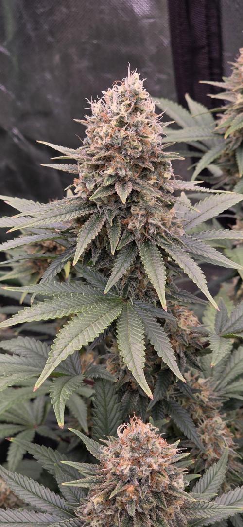 Amnesia Haze (B) Ganja Farmer. Week 15