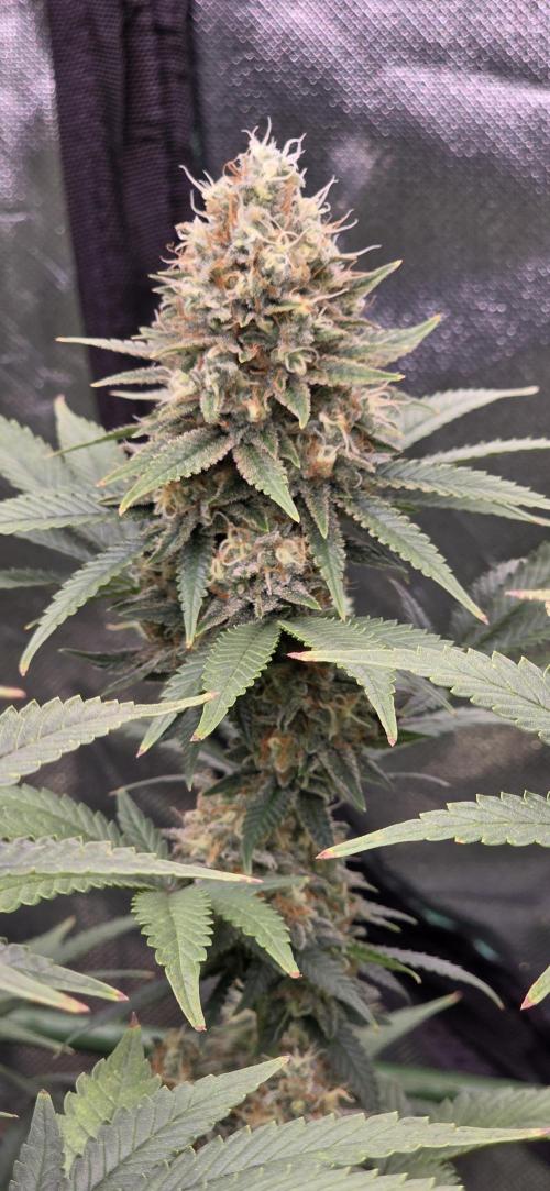 Amnesia Haze (B) Ganja Farmer. Week 15