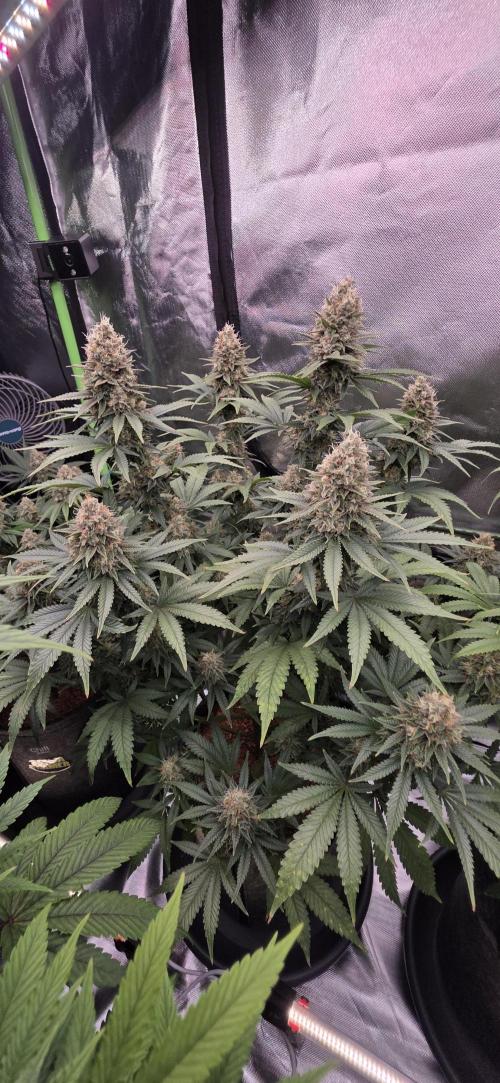 Amnesia Haze (B) Ganja Farmer. Week 15