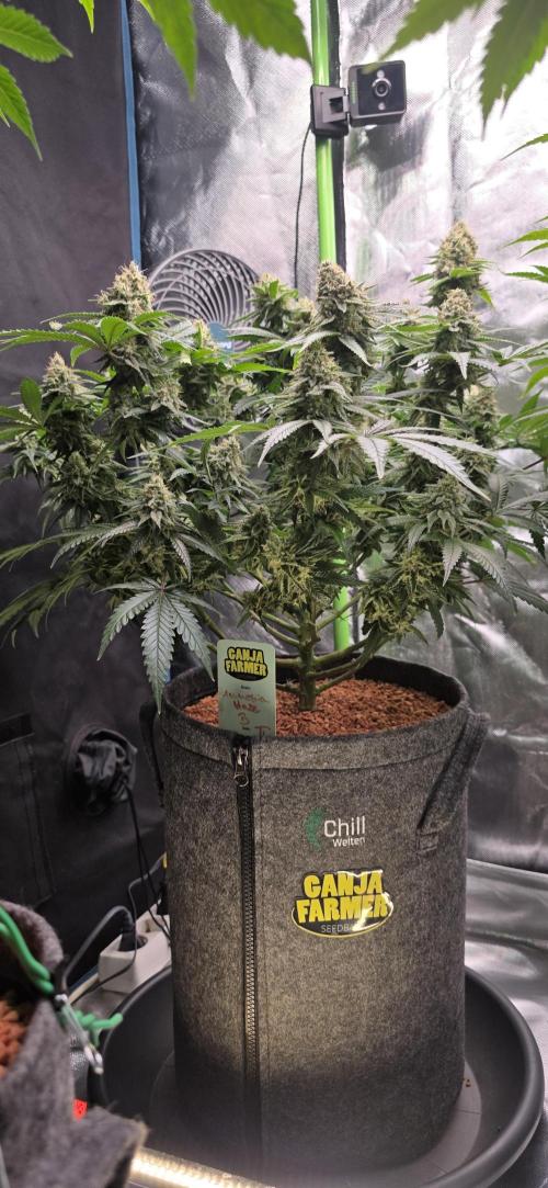 Amnesia Haze (B) Ganja Farmer. Week 15
