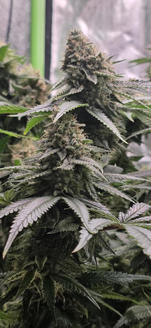 Amnesia Haze (B) Ganja Farmer. Week 15