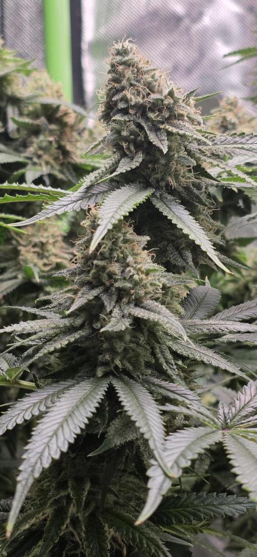 Amnesia Haze (B) Ganja Farmer. Week 15