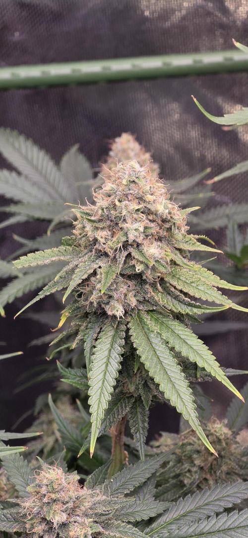 Amnesia Haze (B) Ganja Farmer. Week 15