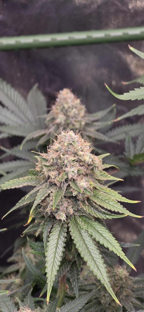 Amnesia Haze (B) Ganja Farmer. Week 15