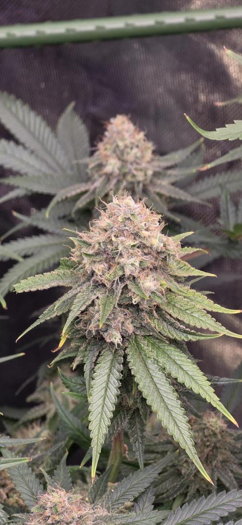 Amnesia Haze (B) Ganja Farmer. Week 15