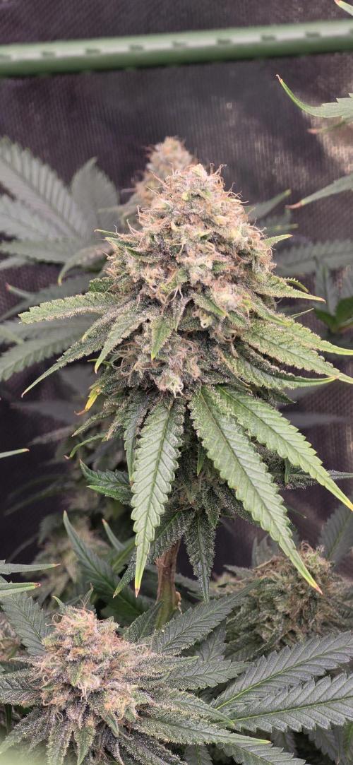 Amnesia Haze (B) Ganja Farmer. Week 15
