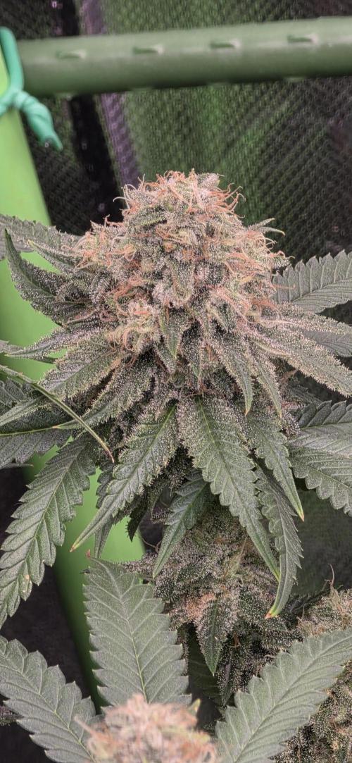Amnesia Haze (B) Ganja Farmer. Week 15
