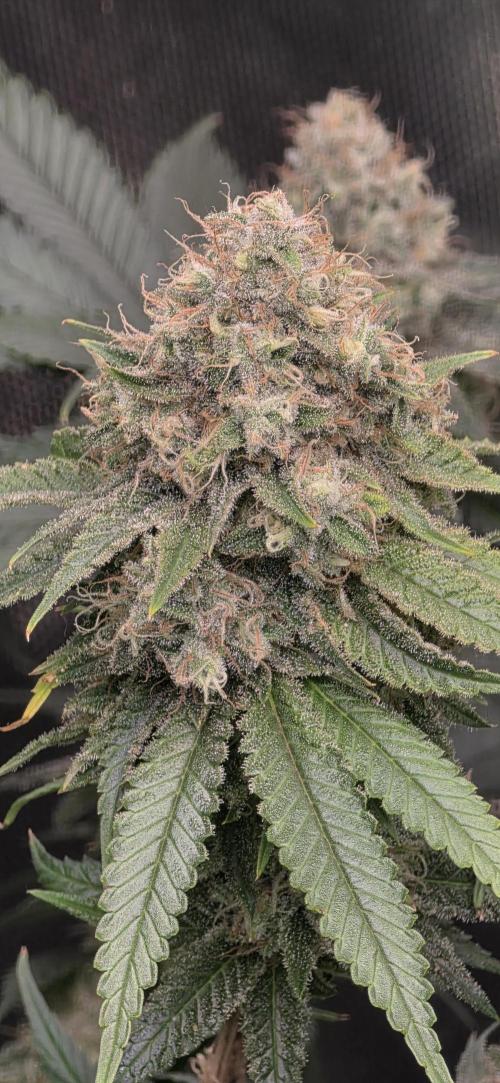 Amnesia Haze (B) Ganja Farmer. Week 15
