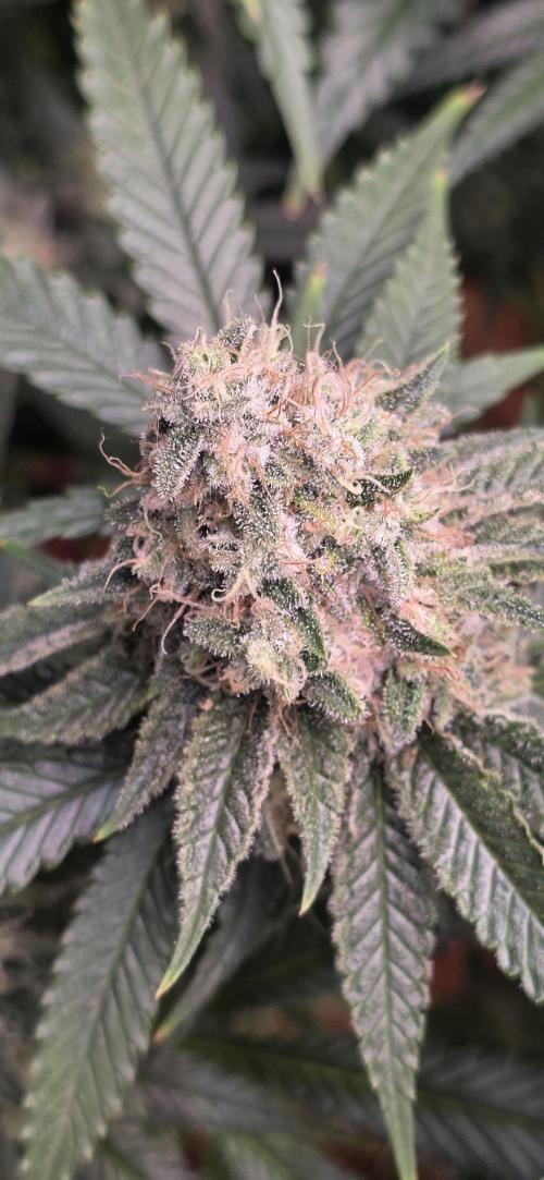 Amnesia Haze (B) Ganja Farmer. Week 15