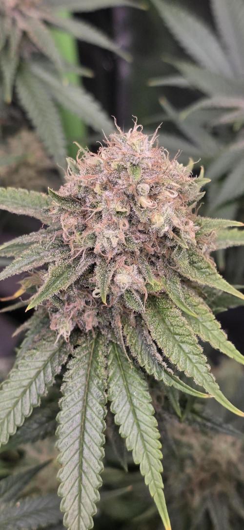 Amnesia Haze (B) Ganja Farmer. Week 15